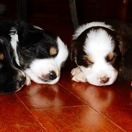 Miniature American Shepherd Puppies from Blue Moon Mini Shepherds