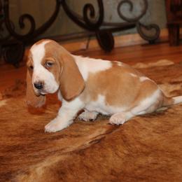 Mae - Lemon and white female Basset Hound puppy in Missouri from Clevenger Farms