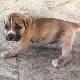 Red Collar - Gray and fawn male Cane Corso puppy in Catawba, North Carolina from Catawba Cane Corso