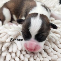 Brontë - Red male Pembroke Welsh Corgi puppy in Renton, Washington from Laurel Canyon Kennels