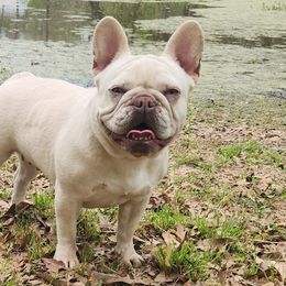 American Bullies and French Bulldogs from Daryan Falgout's French Bulldogs and American Bullies