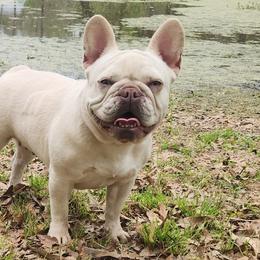 American Bullies and French Bulldogs from Daryan Falgout's French Bulldogs and American Bullies