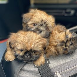 Shih Tzu Puppies from Once in a Lifetime Shih Tzu