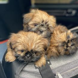 Shih Tzu Puppies from Once in a Lifetime Shih Tzu