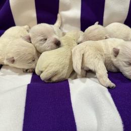 Paisley - White female West Highland White Terrier puppy in Ridgeway, Virginia from Rivers Bend Westies