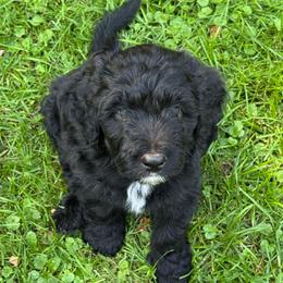 Skye - Black phantom male Aussiedoodle puppy in Churchville, New York from Bluebird Family Farm