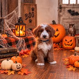 Denver - Red  male Goldendoodle puppy in Roseburg, Oregon from Dbos Furry Friends
