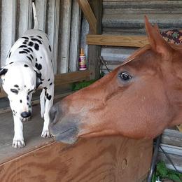 Enzo - Dalmatian