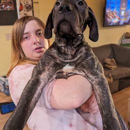 Boy 2 - Mastiff puppy in Rotterdam, New York from Geier's English Mastiff's🐾❤️