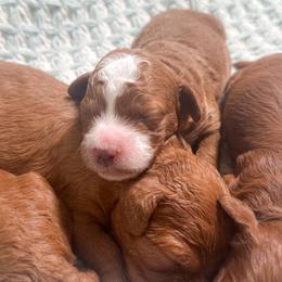 Rolo - Red and white male Cockapoo puppy in Pledger, Texas from Sugarbear Cockapoos