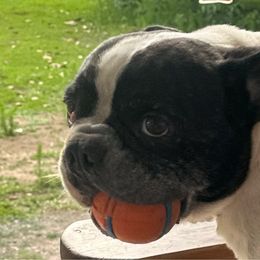 Ruckus - French Bulldog