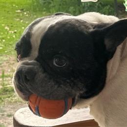 Ruckus - French Bulldog