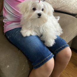 Little man - White male Maltese puppy in Billingsley, Alabama from Euphoria Maltese