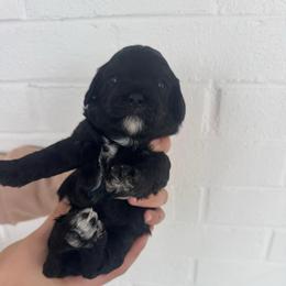 Luna - Black female Cavapoo puppy in Virginia Beach, Virginia from Son Kissed Puppy Co