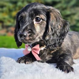 Fern - Cream female Dachshund puppy in Grants Pass, Oregon from Treasure Dachshunds