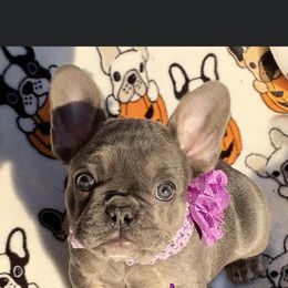 Boston Terrier and French Bulldog Puppies from High Plains