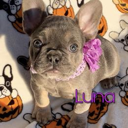 Boston Terrier and French Bulldog Puppies from High Plains