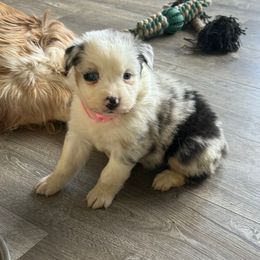 Khloe - Blue merle female Australian Shepherd puppy in Ellensburg, Washington from Creekside Aussies