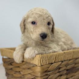 Coconut Cream - White female Sheepadoodle puppy in Greeneville, Tennessee from Smokey Mountain Sheepadoodles