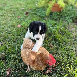 English Springer Spaniel All Grown Up from Llewellyn Farms English Springer Spaniels