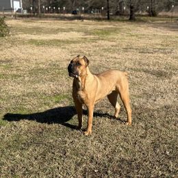 Roulette - Cane Corso