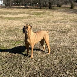 Roulette - Cane Corso