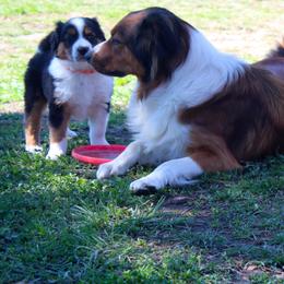 English Shepherd Puppies from Town & Country English Shepherds