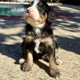 Jupiter - Tri-color male Bernedoodle puppy in Spring, Texas from Sterling Star Doodles