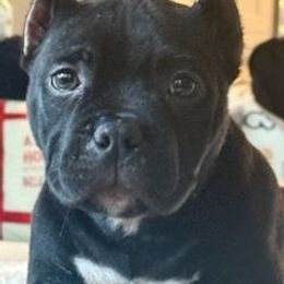 Luna - Black female American Bully puppy in Puyallup, Washington from Gamer Bullyz