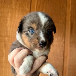Turkey - Blue merle male Miniature Australian Shepherd puppy in Buchanan, Georgia from Stanleyville Farm Mini Aussies