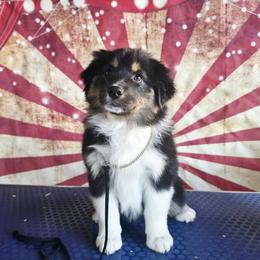 Charity - Black tri-color female Australian Shepherd puppy in Kenton, Tennessee from Carrotwood Australian Shepherds