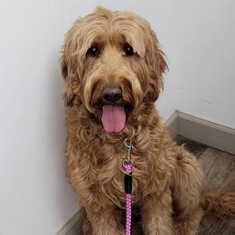 Baylee - Labradoodle