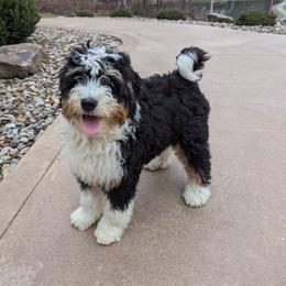 Bernedoodle Puppies from Blue Cloud Doodles