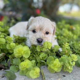 C J - Cream male Maltipoo puppy in Bowling Green, Kentucky from Denise Clark