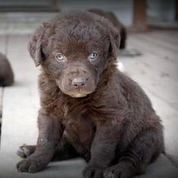 Chesapeake Bay Retriever and Great Dane Puppies from Desert Oasis Kennels