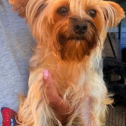 Coco Chanel - Tan and white female Yorkshire Terrier puppy in Ocala, Florida from Yorkie  And Shih Tzu Love