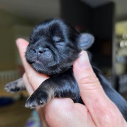 Danny - Black and tan male Shih Tzu puppy in Lancaster, Ohio from Wandering Tzu