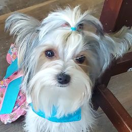 Kizzy - Yorkshire Terrier