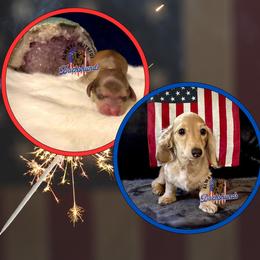 Dachshund Puppies from Always Faithful Dachshunds