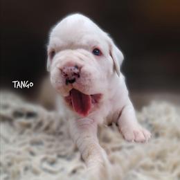 Tango - White male Boxer puppy in Spring Hill, Florida from Hart's Grand Boxers