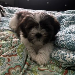 Shih Tzus from Rachael's Shih Tzus