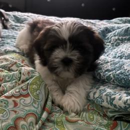 Shih Tzus from Rachael's Shih Tzus