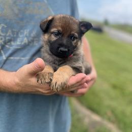 Bright Pink Collar - Sable female German Shepherd puppy in Abingdon, Virginia from Roark German Shepherds