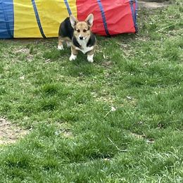 Pembroke Welsh Corgi puppies from Stoutmeyer's Pembroke Welsh Corgis
