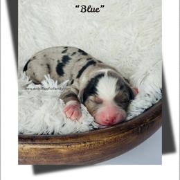 Mr.Blue - Tri-color male Bernedoodle puppy in Lowville, New York from DM Hilltop FURfamily