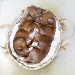 Goldendoodle Puppies from Blissful Doodles