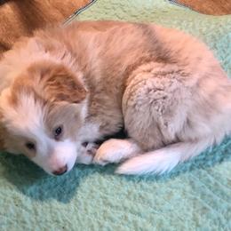 Border Collie Puppies from Cahill’s Canines
