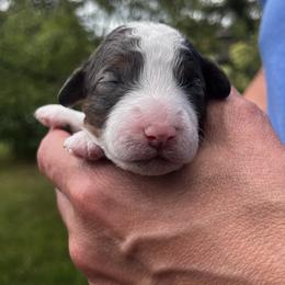 Girl 3 - White and black female Springerdoodle puppy in Sterling, Michigan from Springerdoodles In MI