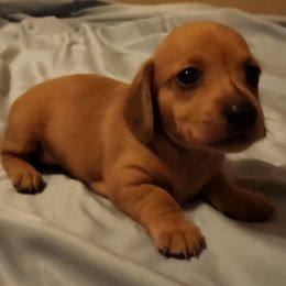 Jesse - Red female Dachshund puppy in Buckeye, Arizona from AZ Dachshund Proud