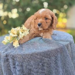 Reid - Red male Cavapoo puppy in Decatur, Illinois from Petite Pups
